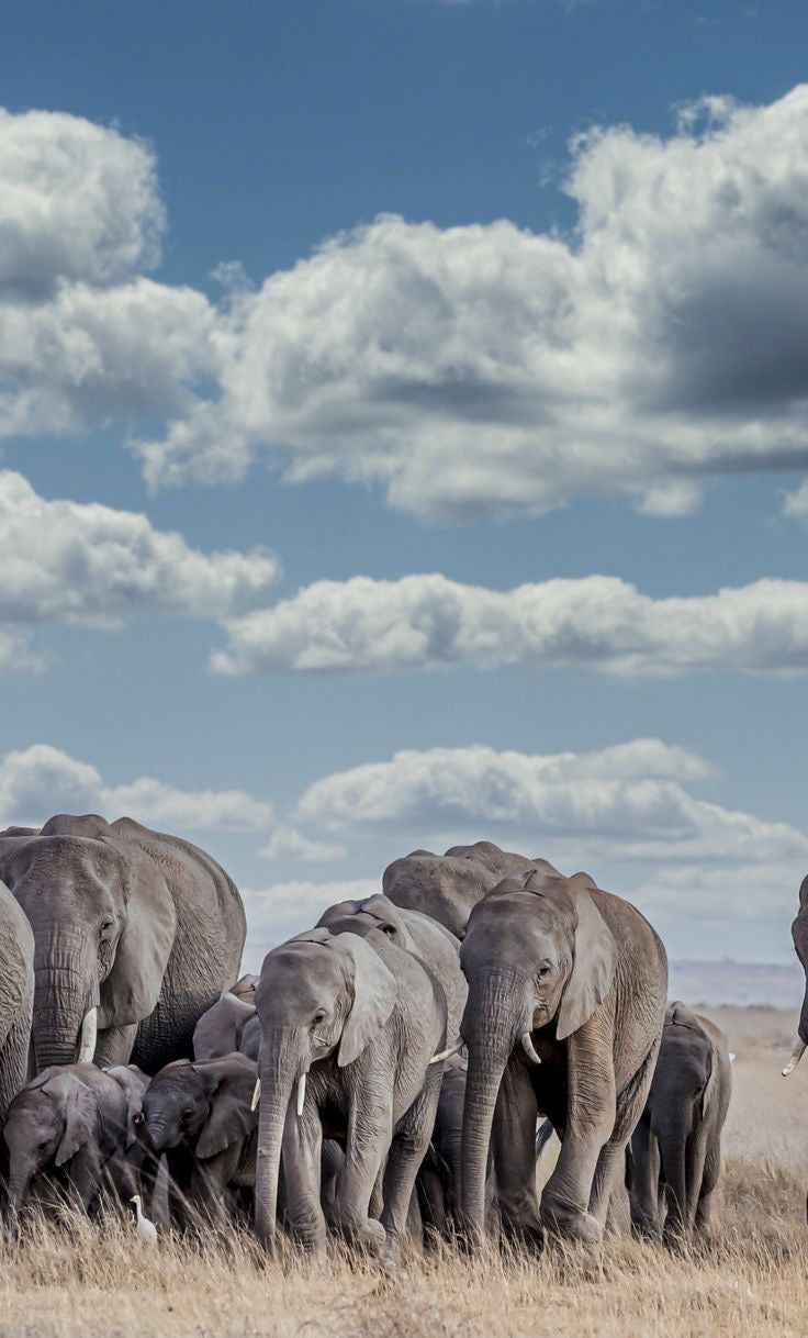 The Vulnerability of Small Investors and the Impact of Herd Behavior on Stock Market Volatility